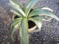 Agave desmetiana white variegated Baden-Württemberg - Rheinstetten Vorschau
