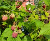 Himbeeren Pflanzen gesunde Ableger Frankfurt am Main - Kalbach Vorschau