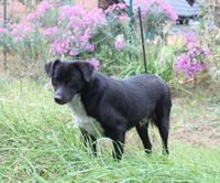 Liebevoller PAUL ❤️ aus dem Tierschutz sucht seine Familie Bad Doberan - Landkreis - Rövershagen Vorschau