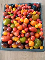 Junge Tomatenpflanzen, verschiedene Sorten Niedersachsen - Harpstedt Vorschau