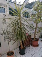 Große Palme/ Palmlilie zu verkaufen Hessen - Rüsselsheim Vorschau