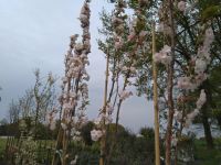 Säulenkirsche Amanogawa /Prunus serrulata Amanogawa/ Höhe 250cm Nordrhein-Westfalen - Bocholt Vorschau