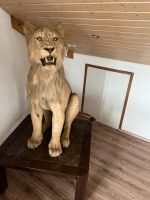Afrikanischer Löwe Baden-Württemberg - Singen Vorschau