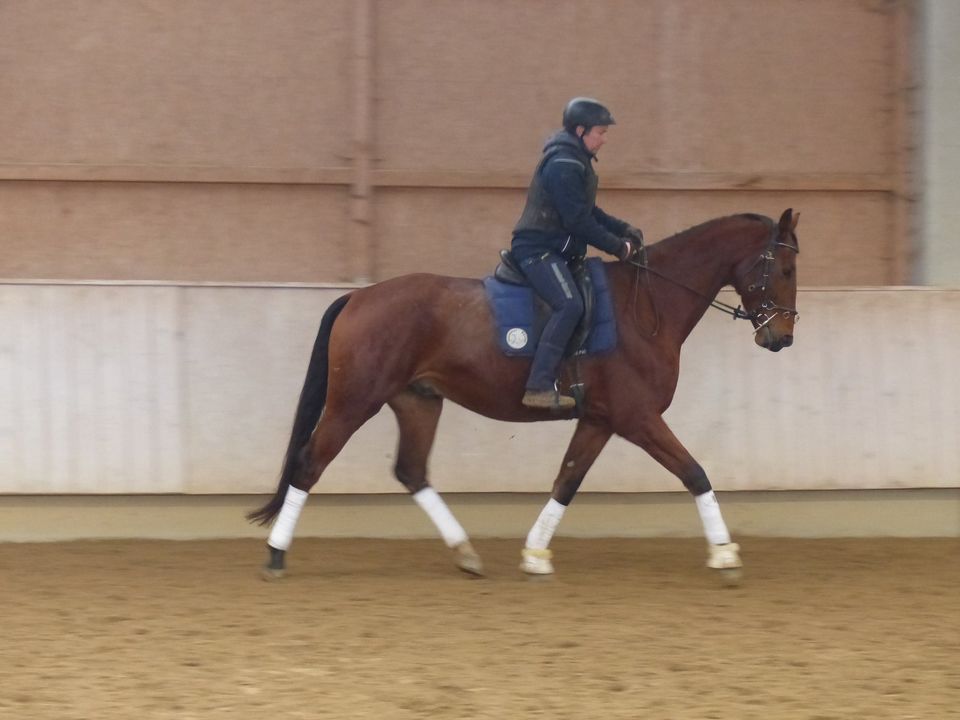 verschiedene Verkaufspferde Warmblut, Lusitano, Stute, Wallach in Rot an der Rot