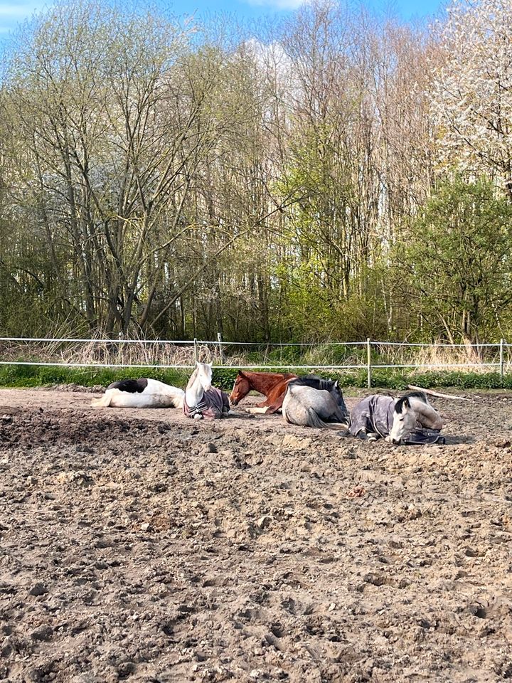 *Offenstall* für Wallach frei, Aufzucht auch Hengst in Osdorf