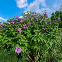 Hibiskus , vital, trockenheitsresistent, für Hummeln & Bienen Essen - Huttrop Vorschau