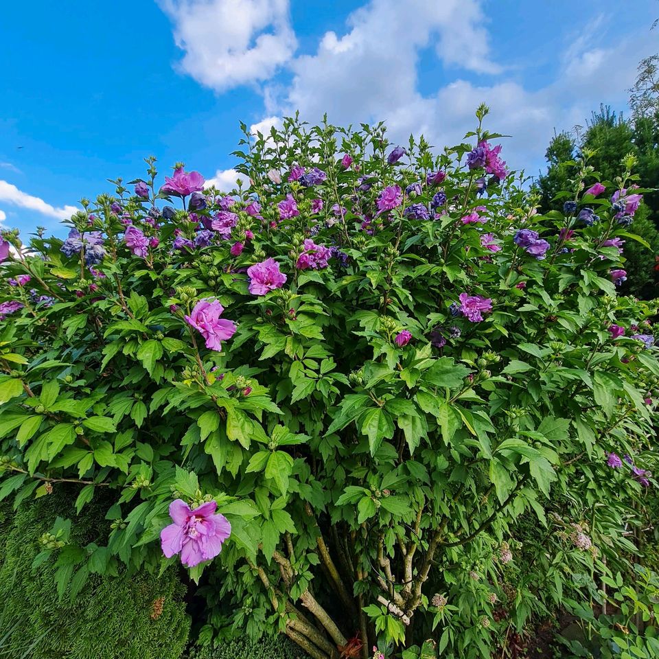 Hibiskus , vital, trockenheitsresistent, für Hummeln & Bienen in Essen