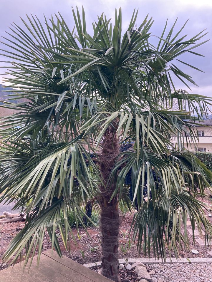 Palmensamen, Trachycarpus fortunei, chinesische Hanfpalme in Bühl