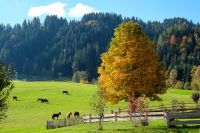 Wir suchen einen Reiterhof in der Eifel Rheinland-Pfalz - Hillesheim (Eifel) Vorschau