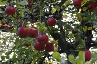 Kistchen Bio-Äpfel alte Sorten aus unserem Garten Bayern - Poppenhausen Vorschau