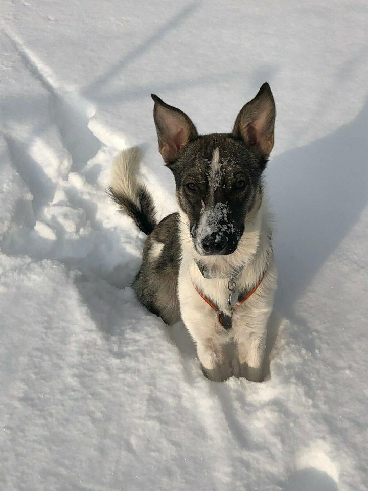 Zweitfamilie / Betreuung für Hund, Raum HMÜ / Kassel / Göttingen in Hann. Münden