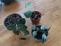 Ableger Mix Hoya Babypflanzen Findorff - Findorff-Bürgerweide Vorschau