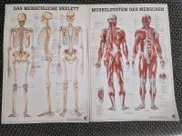 Lehrtafeln Skelett und Muskelsystem Buchner Sachsen-Anhalt - Teuchern Vorschau
