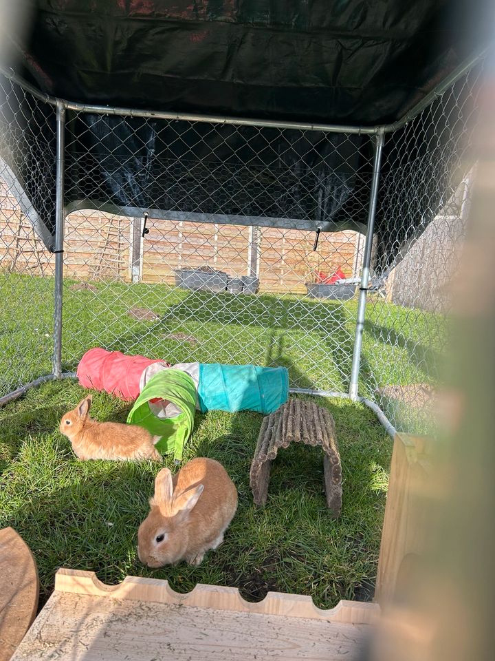 Kaninchen Mädchen sucht noch in Zickhusen