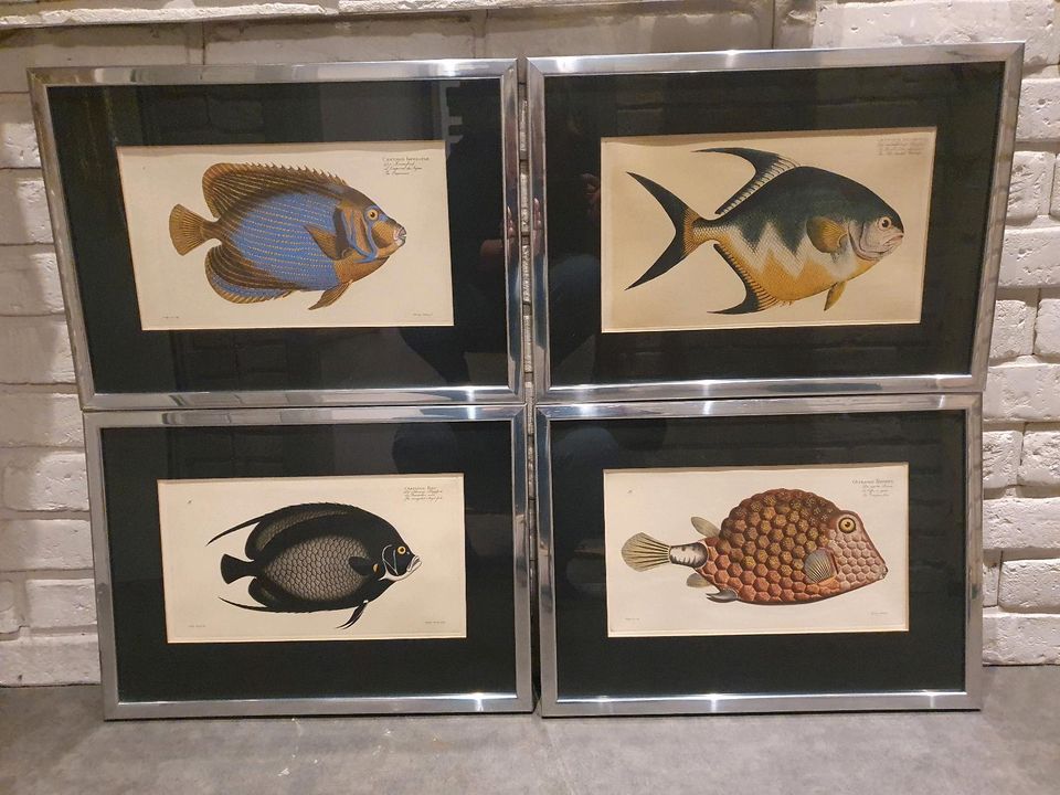 Bild Chatodon Imperator Ludwig Schmidt Gerahmt Antik Kunst Fisch in Ober-Flörsheim
