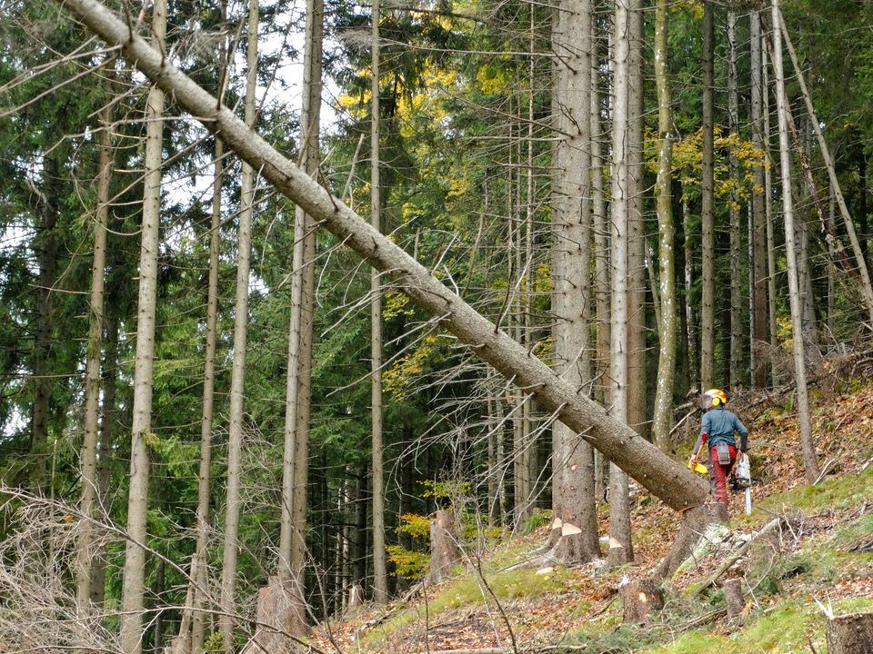 Forstdienstleistungen Baumfällung Wald und Landschaftspflege in Steinmauern