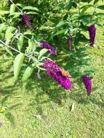 Buddleja Schmetterlingsflieder violett Dortmund - Kirchderne Vorschau