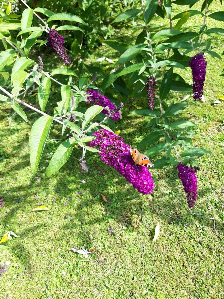 Buddleja Schmetterlingsflieder dunkel violett in Dortmund