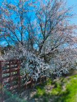 Suche Arbeit; Gartenbau, Rasenschnitte, Hecke, Bäume u.a. Sachsen-Anhalt - Halle Vorschau