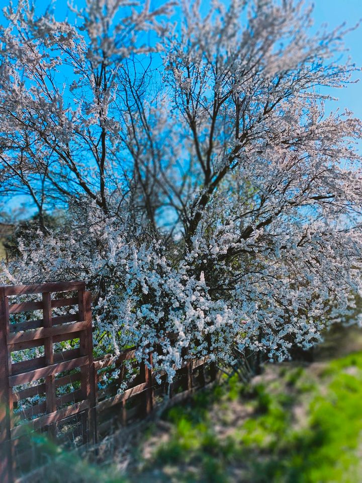 Suche Arbeit; Gartenbau, Rasenschnitte, Hecke, Bäume u.a. in Halle