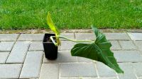 Philodendron subhastatum, bewurzelt Edewecht - Edewecht - Friedrichsfehn Vorschau