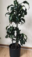 Dracaena Drachenbaum 120 cm Höhe Dresden - Klotzsche Vorschau