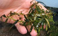 Bucephalandra sp. "Mini Catherinae" Wasserpflanzen Aquarium Hessen - Lautertal Vorschau