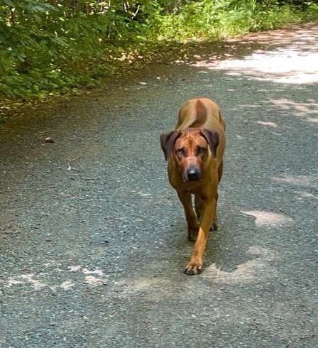 Hundebetreuung Urlaubsbetreuung ❣️ in Giesen