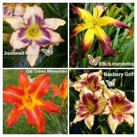 Winterharte Staude Taglilien Daylily Hemerocallis Bayern - Grattersdorf Vorschau