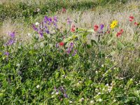 Grundstücke, Land- und Forstwirtschaft sowie Waldflächen Rheinland-Pfalz - Hermeskeil Vorschau