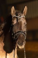 Pony sucht Reiter Nordrhein-Westfalen - Herne Vorschau