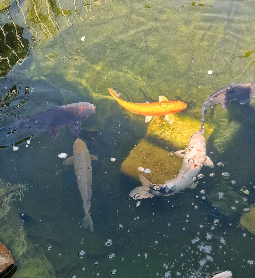 Kois , Teichfische in Querfurt