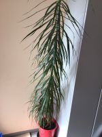 Große Zimmerpflanze Dracaena Bayern - Gaimersheim Vorschau