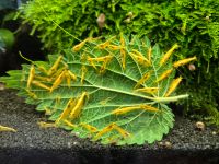 Zwerggarnelen Neocaridina Yellow Fire Sachsen - Großröhrsdorf Vorschau