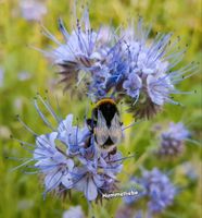 Samen Büschelschön Phacelia Bienenfreund lila +100 weitere Sorten Schleswig-Holstein - Norderstedt Vorschau