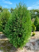 Thuja Wagneri Sachsen - Chemnitz Vorschau