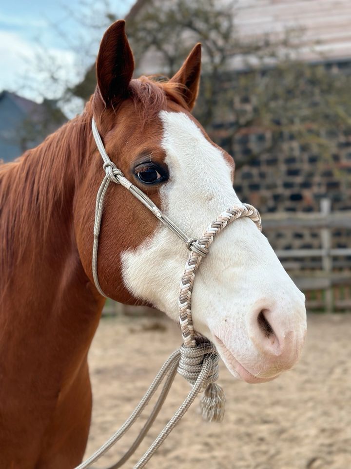 Loping Hackamore Gebisslose Zäumung ähnlich Bosal in Artern/Unstrut