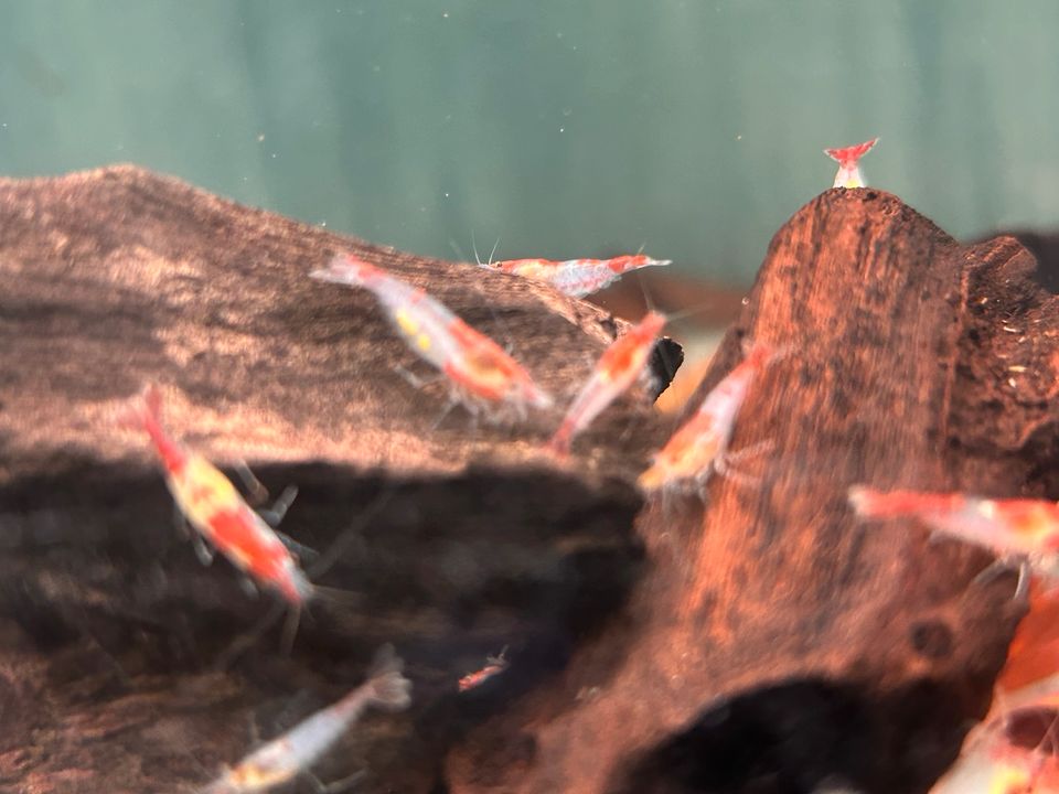 Red Rili Garnelen Neocaridina davidi rote Rili Garnele in Rangendingen