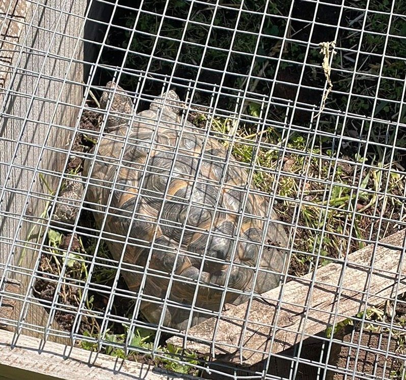 Schildkröte gefunden in Sachsenhagen