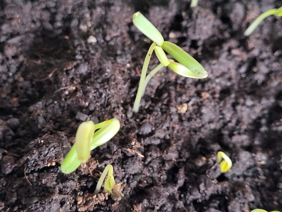 Cosmea * Schmuckkörbchen * Saatgut * Samen* in Diedorf