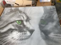 Bild, großes Katzenbild Niedersachsen - Dassel Vorschau
