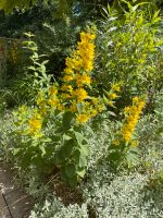 Blume Gartenpflanze Gilbweiderich 'Hometown Hero' abzugeben Nordrhein-Westfalen - Olfen Vorschau