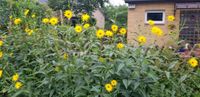 Mehrjährige  Sonnenblumen? Dobersdorf - Tökendorf Vorschau