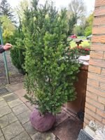 Eibe - Taxus 150 cm hoch mit Ballen Niedersachsen - Schortens Vorschau