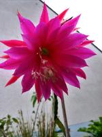 Schöne lilafarbenen  blattkaktus /Epiphyllum Rheinland-Pfalz - Bad Ems Vorschau