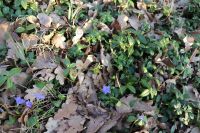 Immergrün 'Vinca minor' violette Blüten Bodendecker Stauden je 5€ Sachsen-Anhalt - Beetzendorf Vorschau