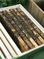 Bienen/ Ableger/ mit neue Beute und Rähmchen Baden-Württemberg - Esslingen Vorschau