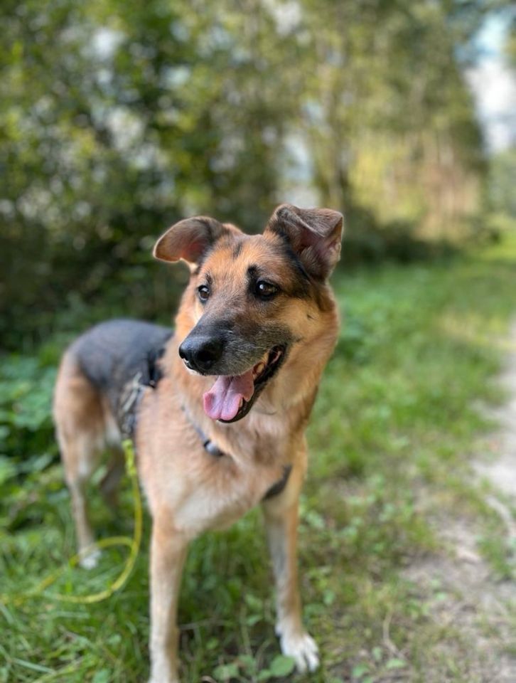 Schäferhund - Mix Hündin lieb und unkompliziert mittleres Alter in Börnsen