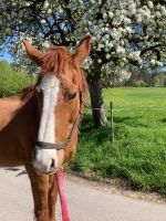 Reitbeteiligung für Ausritte Baden-Württemberg - Tübingen Vorschau