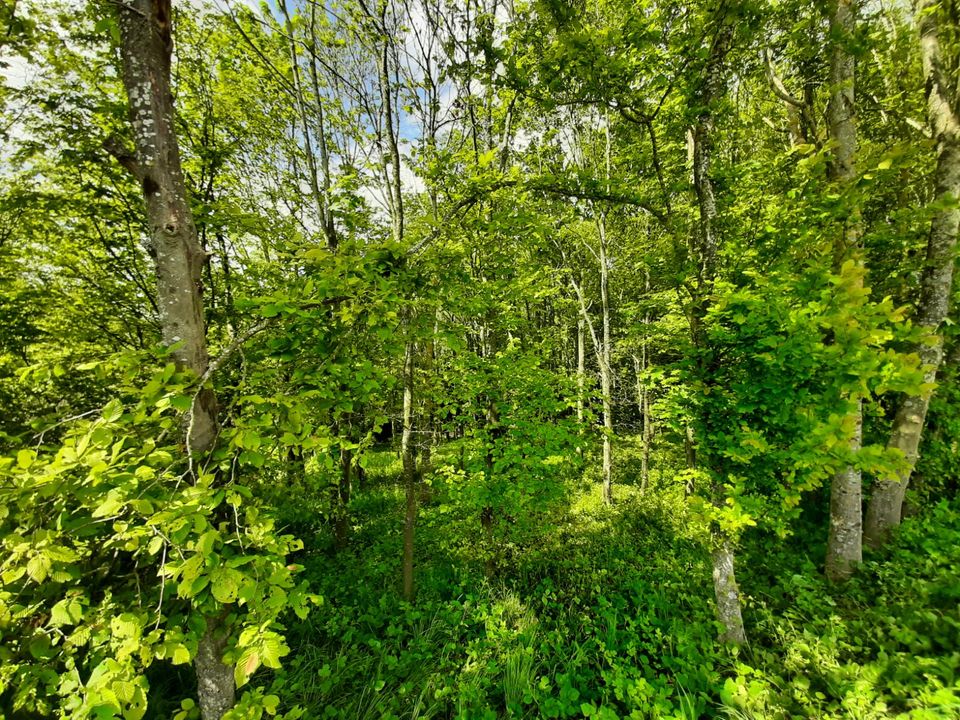 Freizeitgrundstück mit Baumbestand - VG Lauterecken-Wolfstein in Lauterecken